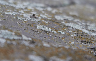 Rough muted colour macro photo of lichen moss growing on old damp roof tile discovered on a house renovation. Detailed close up with a shallow depth of field.