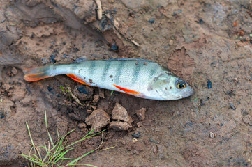 Freshly caught fish on the ground