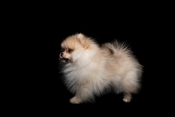 Obraz premium Front view of a pomeranian spitz isolated on a black background
