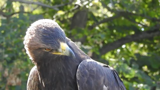 Golden Eagle Sleeping Then Waking Up Looking Around Super Close Up Headshot And Wings