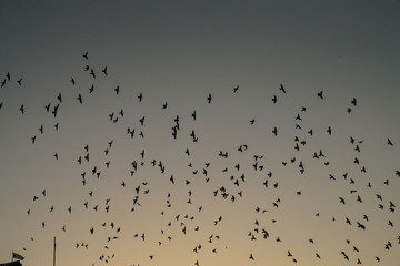 edinburgh shadows sunset birds flying