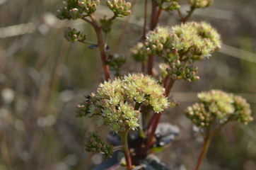 Blooming Sedum maximum in wild habitat in Czechia, Central Moravia