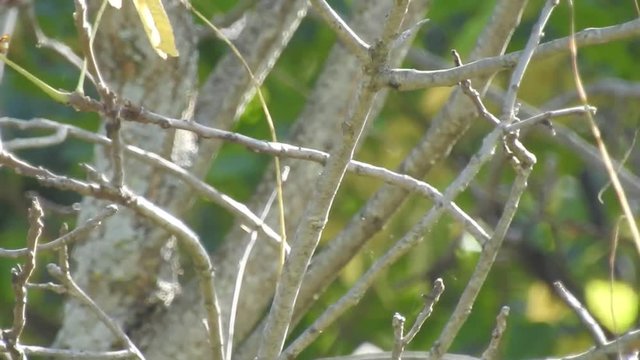 Branches Swaying Back And Forth With Green Leaves In Distance Nature