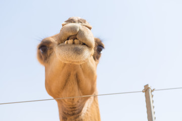 wild camels in the hot dry middle eastern desert, desert animals in an arid landscape.
