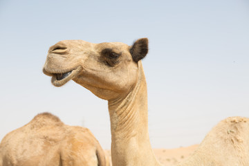 Obraz premium wild camels in the hot dry middle eastern desert, desert animals in an arid landscape.