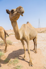 wild camels in the hot dry middle eastern desert, desert animals in an arid landscape.