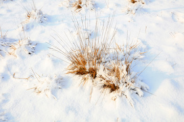 Withered grass in the snow