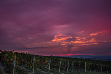 Sunrise over the vineyards of South Moravia