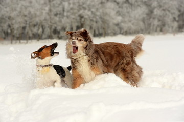 Hundesprache. Brauner Hütehund und gescheckter Terrier spielen heftig im Schnee