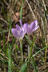 Blooming Colchicum autumnale in wild habitat in forest. Czechia, Central Moravia
