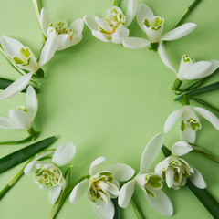 Spring flowers - white snowdrops Galanthus nivalis arranged in circle, on a green background with space for text. Top view, flat lay.