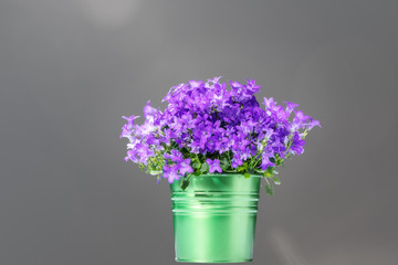 Campanula bell flowers in bucket