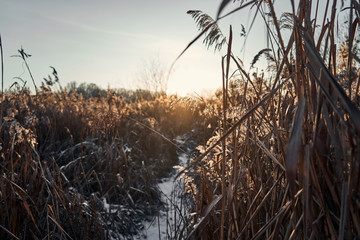 Fototapeta premium crops