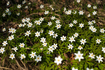Anemone nemorosa flower in the forest in the sunny day. Wood anemone, windflower, thimbleweed. Fabulous green forest with blue and white flowers. Beautiful summer forest landscape.