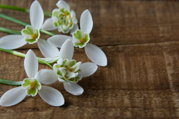 Spring flowers. Bouquet of beautiful snowdrops on wooden background. Beautiful white fresh flowers. copy space.