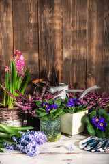 Fototapeta na wymiar Gardening tools and flowers in the pots