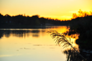 Branch silhouette with an intense sunset in its background