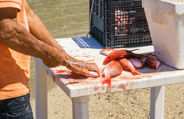 Close-up of a fisherman cleaning and gutting a pile of freshly caught red snapper, beachside.