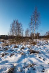 frozen birch trees casting shadows in snow