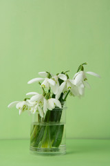 Spring bouquet of white snowdrops in vass. Green background. Isoalted spring flowers with copy space.