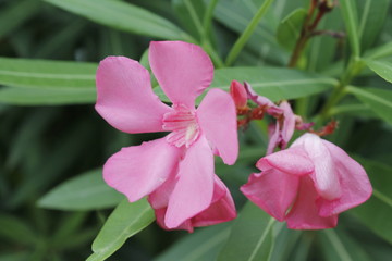 oleander flower in the garden / close up of sweet oleander flower blooming in the spring garden...