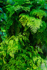 Maidenhair fern (Adiantum raddianum)