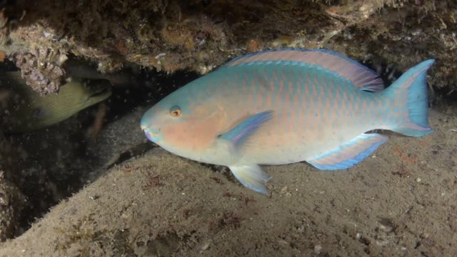  parrotfish, reefs of the Sea of Cortez, Pacific ocean. Cabo Pulmo, Baja California Sur, Mexico. The world's aquarium.