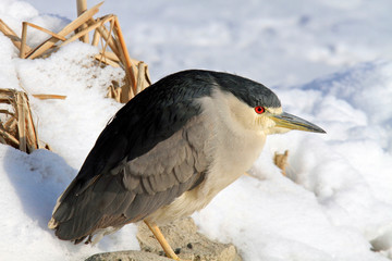 Night Heron Farmington Bay Wild area Utah 