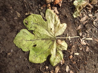 Hoja caída sobre tierra