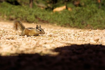 Chipmunk