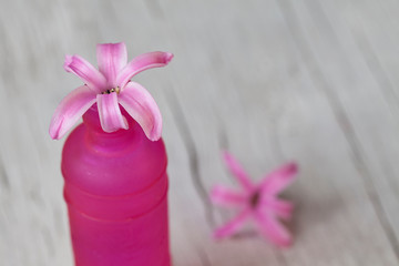 Pink Hyacinth Flower In Vase