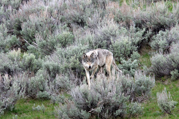 Wild gray wolf Yellowstone National Park  © Ken