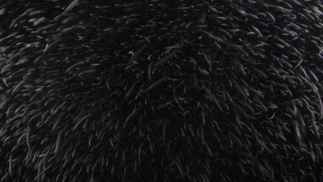 sardine baitball at night