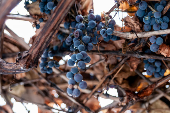 grape vine and leaf in cold winter