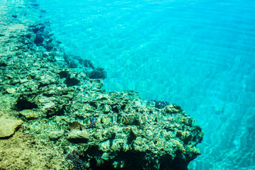 Beautiful reef fish on sea background