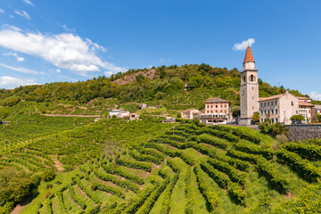 Vigne di Prosecco nelle colline di Rollè - Valdobbiadene, Veneto.