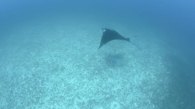 Mantas at the Sea of cortez, Mexico.