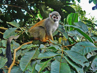 Obraz premium Squirrel monkey in the forest looking down at us from a tree
