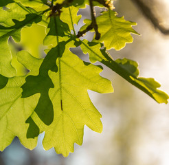 Oak leaves in the spring