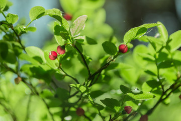 spring blossom blueberries
