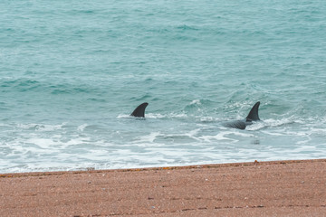 Orcas hunting sea lions, Patagonia , Argentina