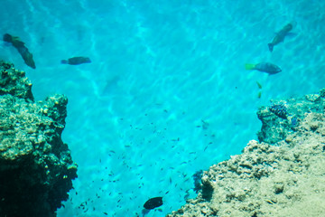 Beautiful reef fish on sea background
