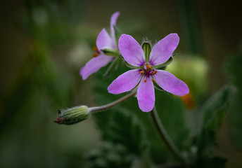 Violet