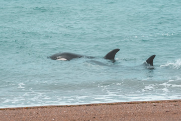 Naklejka premium Orcas hunting sea lions, Patagonia , Argentina