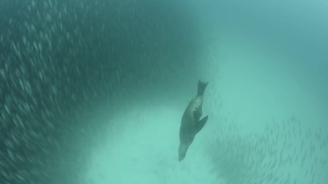 Sea Lion, hunting in a bait ball, Mexico.