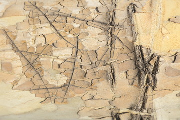 Platanus orientalis bark