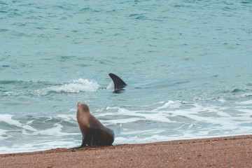 Orcas hunting sea lions, Patagonia , Argentina