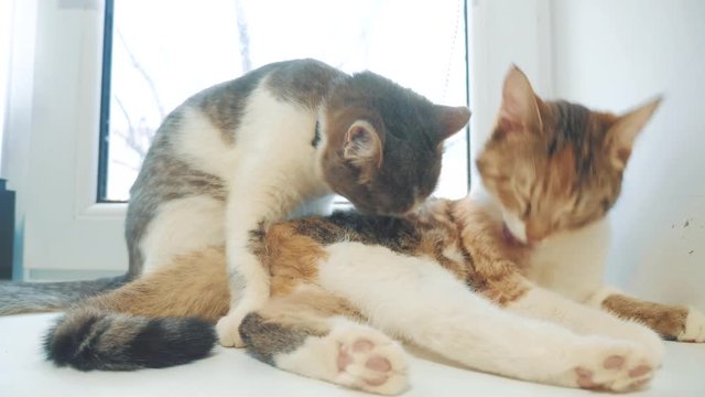 funny video cat. cats lick each other kitten. slow motion video. lifestyle Cats grooming and licking each other. pet a cute video