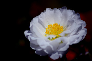 Piccolo fiore bianco di pianta succulenta