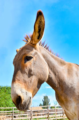 Photo of a donkey close up, wide-angle photo